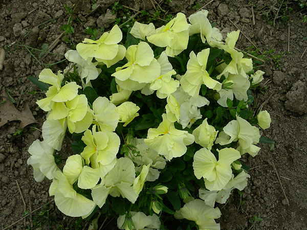 pansy in flower